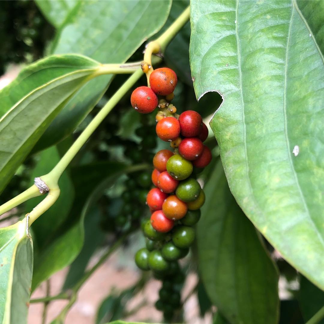 pepper corn